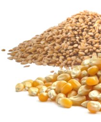 - maismaische.jpglg: